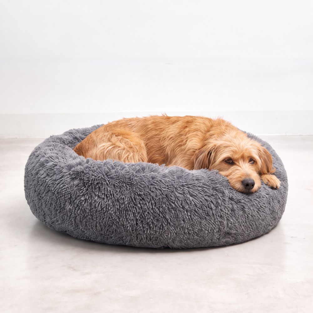 Hund ligger med hovedet hvilende på kanten af hundekurven SKY